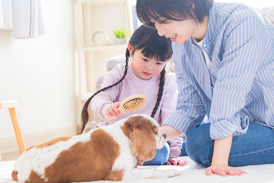 ペットを飼っていたら、船橋でペットと一緒にお墓に入れる霊園があるかを確認